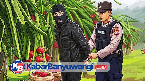 Pemuda 24 Tahun Curi Puluhan Kilo Buah Naga di Tegaldlimo Banyuwangi