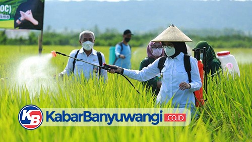 Masuki Musim Tanam, Stok Benih dan Pupuk Subsidi di Banyuwangi Aman