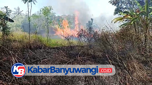 Lahan Kosong Seluas 8 Hektar di Cluring Banyuwangi Terbakar 5 Kali, Petugas Kerja Ekstra Jinakkan Api