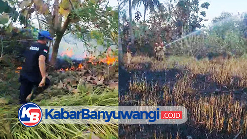 https://kabarbanyuwangi.co.id/asset/foto_berita/kebakaran_sarang_tawon.jpg