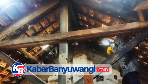 Aksi Damkarmat Banyuwangi Usir Ribuan Kelelawar Bersarang di Ruang Kelas Sekolah Dasar