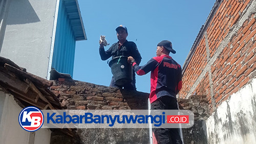 Petugas Damkarmat Banyuwangi Selamatkan Empat Anak Kucing Terjebak