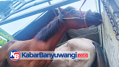 Penyelundupan Enam Kuda Pacu Asal Lombok Tujuan Jawa Barat Digagalkan di Banyuwangi