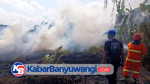 Lahan 1,5 Hektar Dekat Perumahan Warga Kertosari Banyuwangi Hangus Dilalap Api