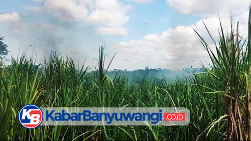 Lahan Tebu Milik Perkebunan Markati di Banyuwangi Terbakar, Diduga Akibat Pembakaran Sampah