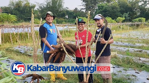 Memenuhi Ketahanan Pangan Keluarga, Menanam Singkong di  Lahan Tidur