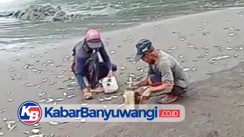 Fenomena Ikan Lemuru Terdampar di Pantai Grajagan, Begini Penjelasan Dinas Perikanan Banyuwangi