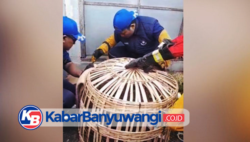 Evakuasi Monyet Liar yang Resahkan Warga Muncar Banyuwangi Berlangsung Alot, Petugas Sempat Kewalahan
