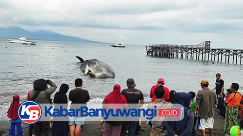 Paus Mati di Pesisir Pantai Bulusan Akan Diotopsi Sebelum Dikubur