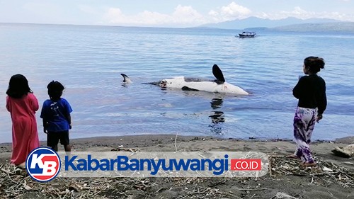 Paus Pembunuh Jenis Orca Mati Terdampar di Pantai Bangsring