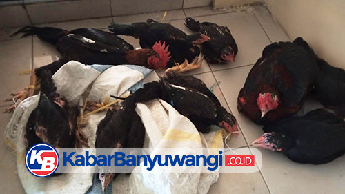 Pria di Banyuwangi Diarak Keliling Kampung Karena Diduga Mencuri Ayam