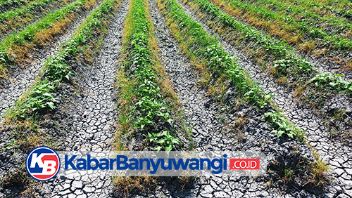 https://kabarbanyuwangi.co.id/asset/foto_berita/pertanian_kemarau.jpg