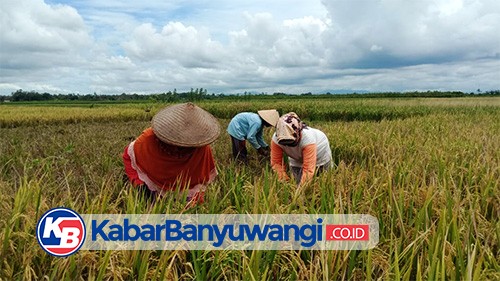 Petani Mengeluh Pupuk Bersubsidi Mahal dan Susah Didapat