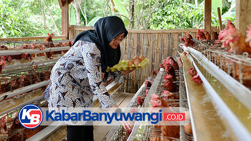 https://kabarbanyuwangi.co.id/asset/foto_berita/peternakan_ayam_telur.jpg