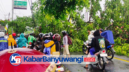 Hujan Deras Disertai Angin Kencang, Pohon Besar Tumbang dan Melintang di Jalan Srono - Banyuwangi