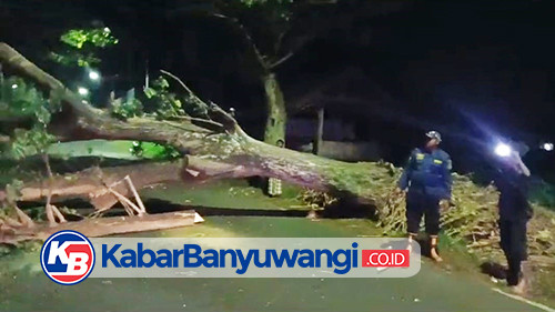 Pohon Tumbang di Jalan Lingkar Ganggu Akses Warga Bulusan Banyuwangi