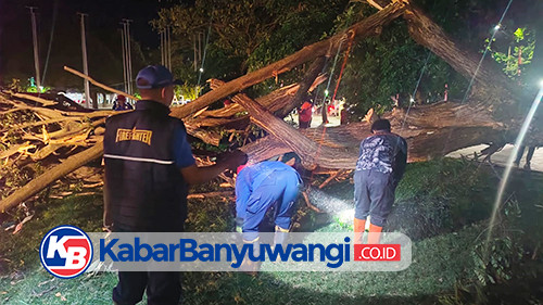https://kabarbanyuwangi.co.id/asset/foto_berita/pohon_tumbang_taman_blambangan.jpg