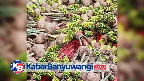 Harga Porang Anjlok, Petani di Songgon Menunda Panen
