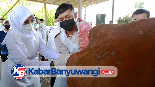 Banyuwangi Jadi Pilot Project Pengembangan Sapi Belgian Blue dan Wagyu di Jatim