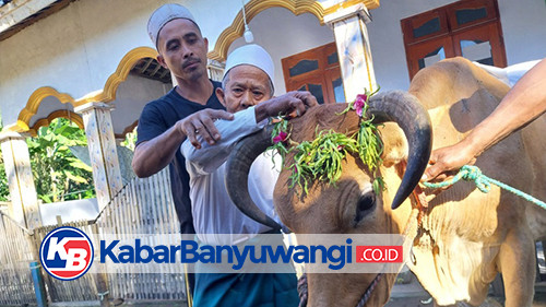 https://kabarbanyuwangi.co.id/asset/foto_berita/sapi_hias.jpg