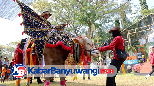 Serunya Parade Hewan Ternak di Banyuwangi Livestock Contest 2023, Sapi 1,136 Ton Jadi Pemenang