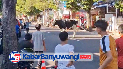 https://kabarbanyuwangi.co.id/asset/foto_berita/sapi_ngamuk_banyuwangi.jpg