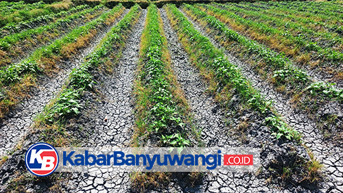 https://kabarbanyuwangi.co.id/asset/foto_berita/sawah_kemarau.jpg