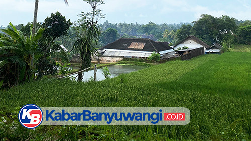 https://kabarbanyuwangi.co.id/asset/foto_berita/sawah_rejopuro.jpg