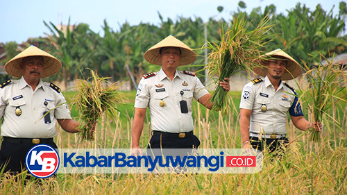 Hasil Panen Gabah di Lahan SAE Paswangi Capai 2,4 Ton
