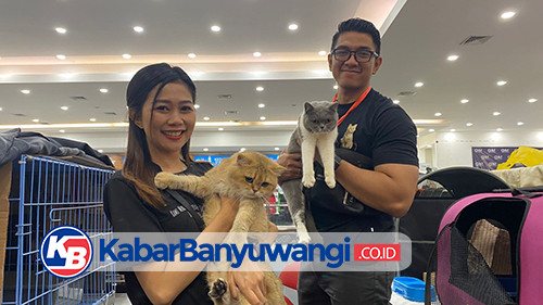 Fun Cat Show Sunrise of Java 2023, Ratusan Kucing Bersolek Berebut Prestasi