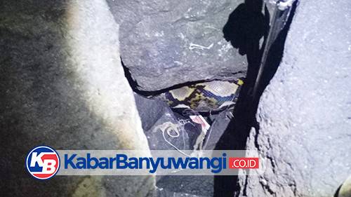Pemancing di Pantai Muncar Banyuwangi Dikejutkan Ular Piton 4 Meter, Damkarmat Turun Tangan