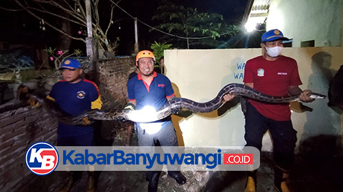 Damkarmat Banyuwangi Amankan Ular Piton 3 Meter di Daerah Aliran Sungai Giri, Warga Sempat Panik
