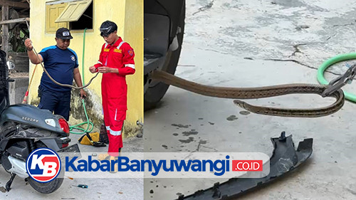 Ular Bersarang di Motor Warga Muncar, Damkarmat Banyuwangi Turun Tangan